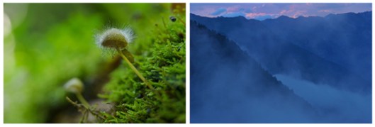 Links: Dobrocsky, Slowakei: Mini-Urwald am Boden Rechts: Abendnebel im Radurschltal, Tirol: In den wilden Zirbenwäldern stehen monströse Baumveteranen. (c) Matthias Schickhofer; Brandstätter